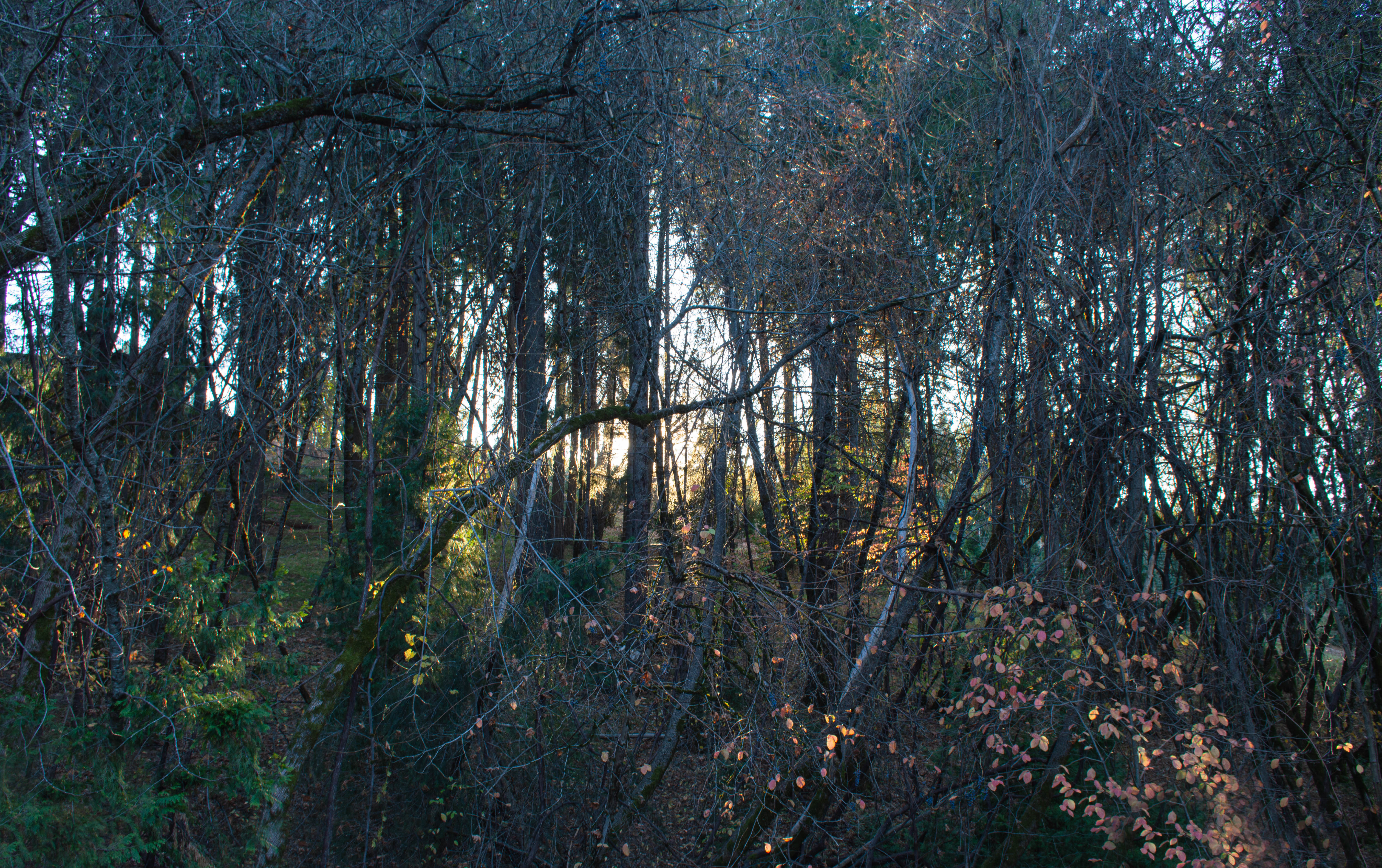 Autumn